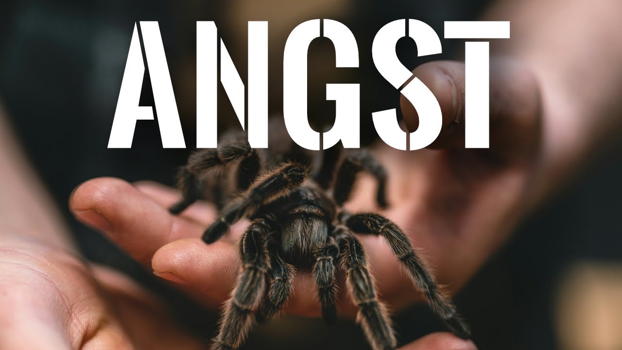 So besiegst du deine Spinnenphobie! Warum du eigentlich keine Angst haben musst!