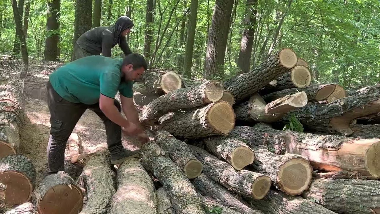 STIHL MS361 vs 462C-M