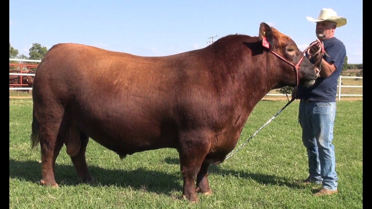 P375 Rancho Buenavista: Angus, Brahman, Brangus y Braford