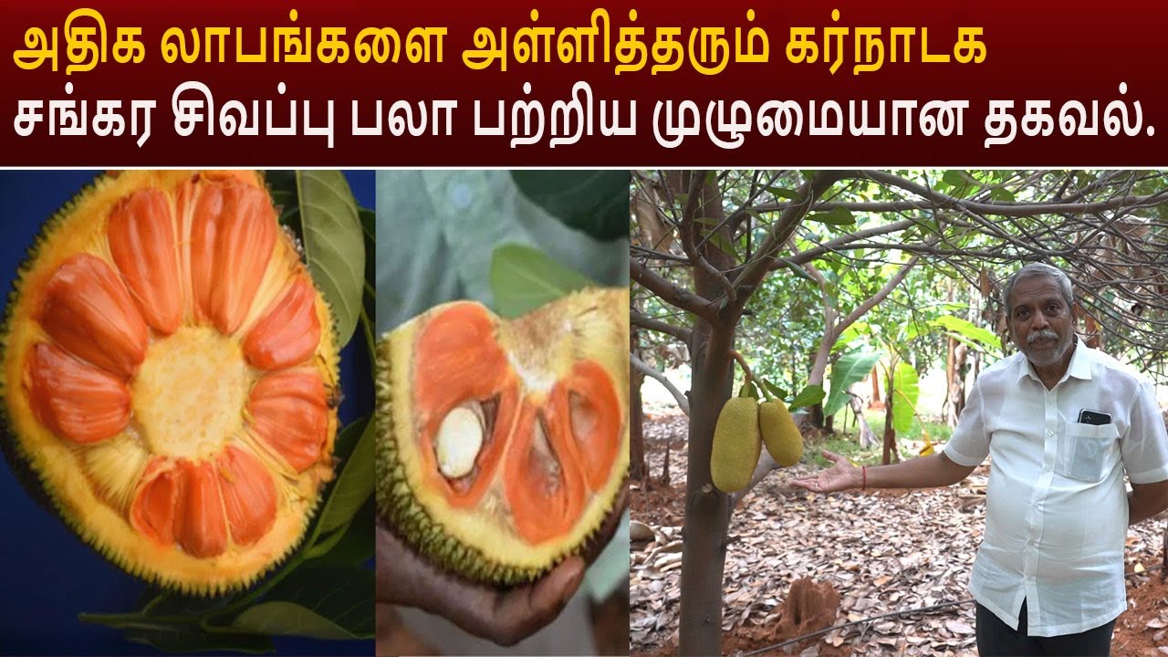 அதிக லாபங்களை அள்ளித்தரும் கர்நாடக சங்கர சிவப்பு பலா பற்றிய முழுமையான தகவல்.Shankara jackfruit