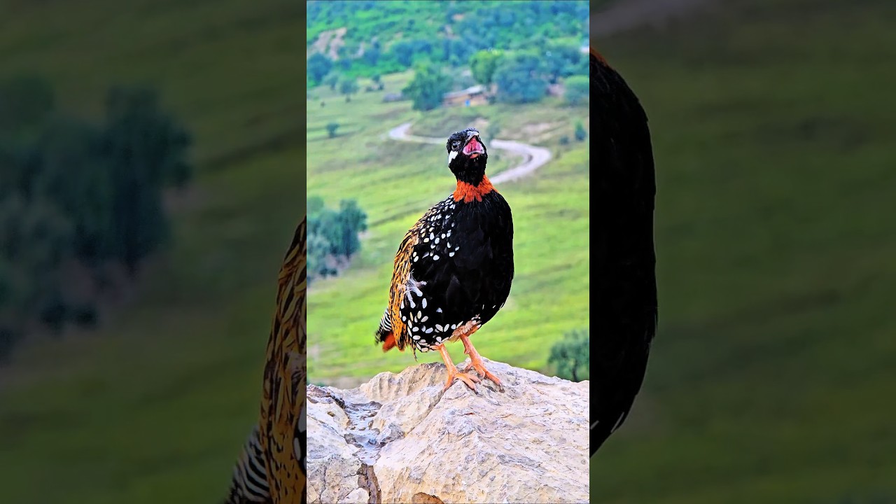 The Enchanting Voice of the Black Francolin |  #viral #birdslover #kalateetar #blackfrancolin