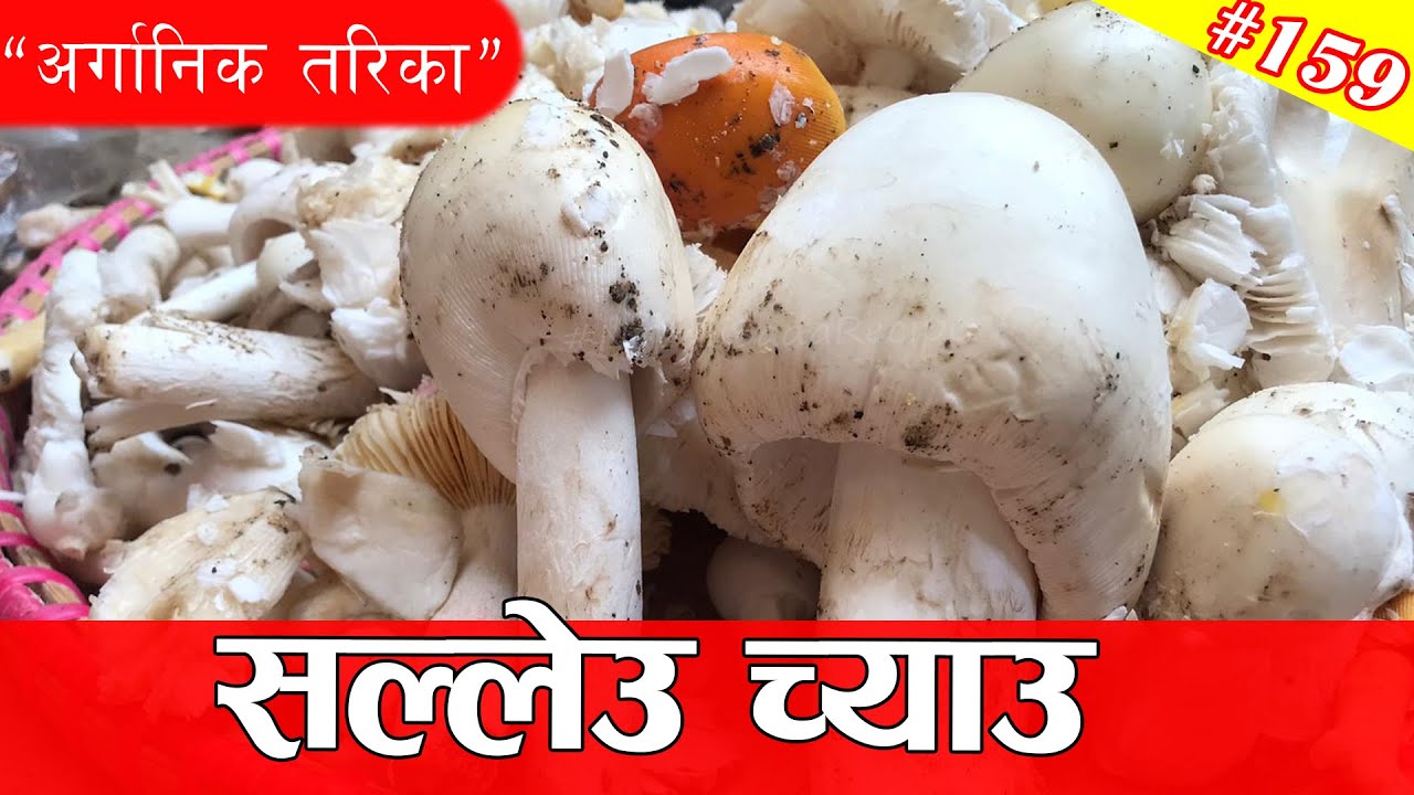 सल्लेउ च्याउ पकाउने तरिका | Salle Chyau Pakaune Tarika | Jangali Chyau Banaune Tarika