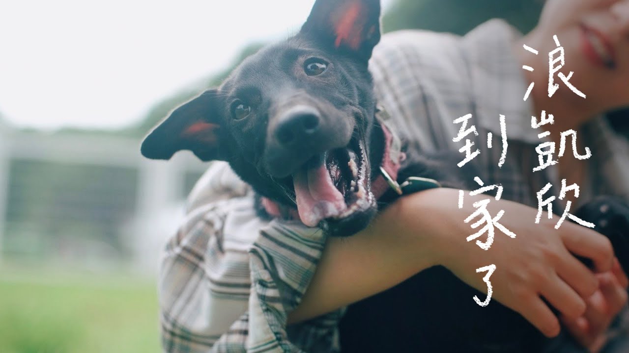 不再像過街老鼠一樣 凱欣終於遇到想疼愛她的家人｜浪浪到家了