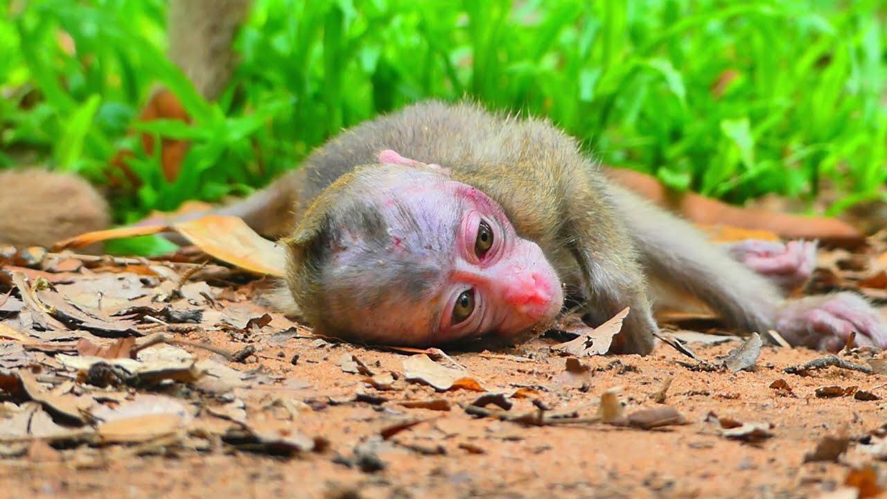 Lovely baby monkey Baby monkey sleep