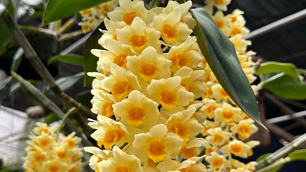 Lan sau khi chơi hoa xong chăm sóc như thế nào?