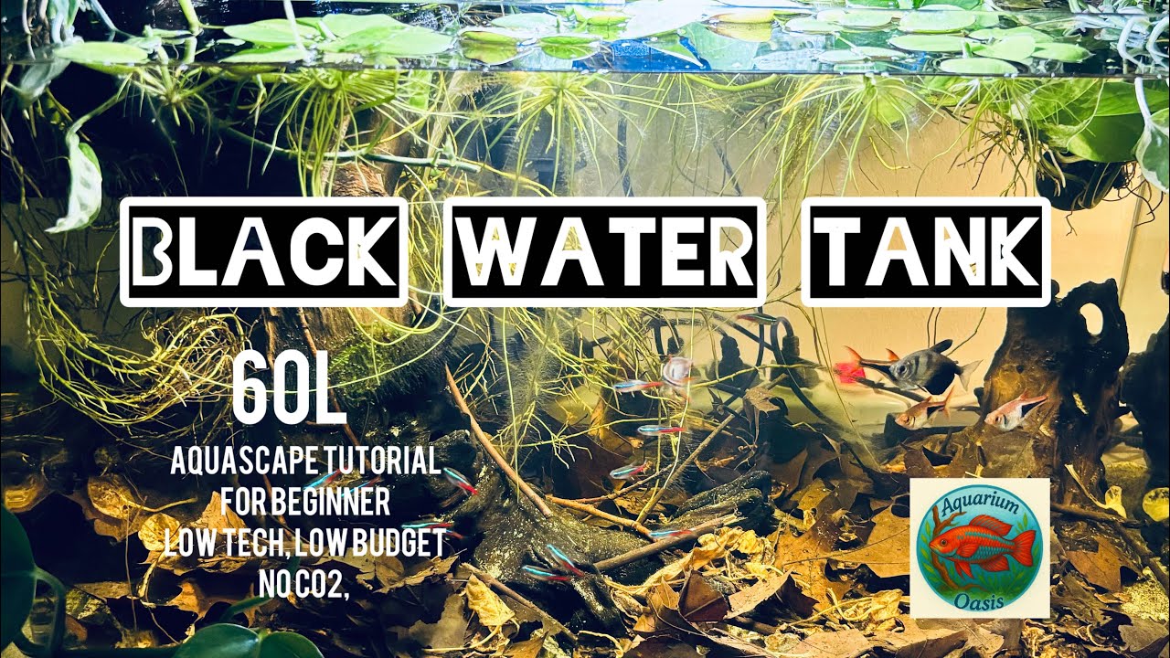 How to Set Up a Blackwater Aquarium Setup – Beginner & Budget Friendly - 60L Natural Aquarium