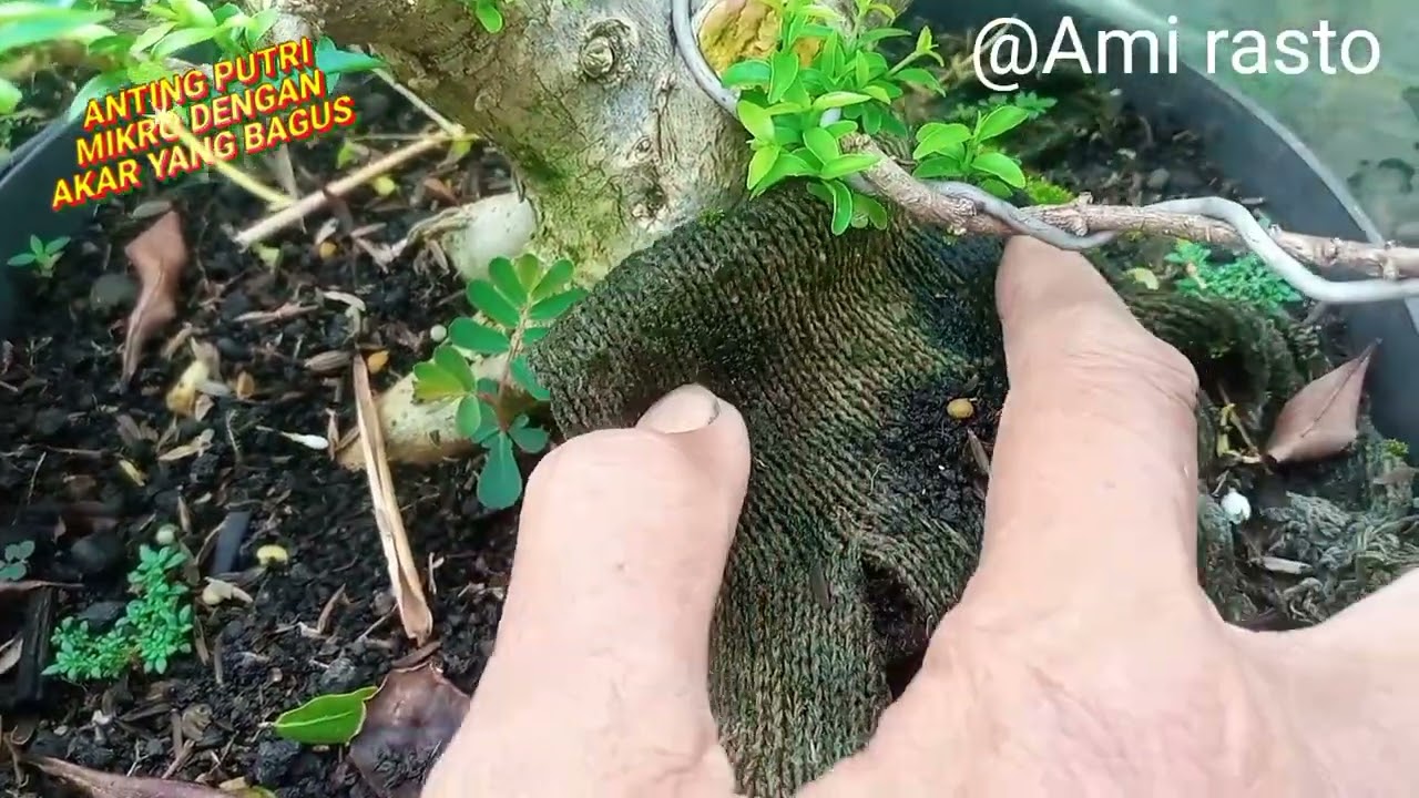 Anting putri mikro dengan akar yang bagus
