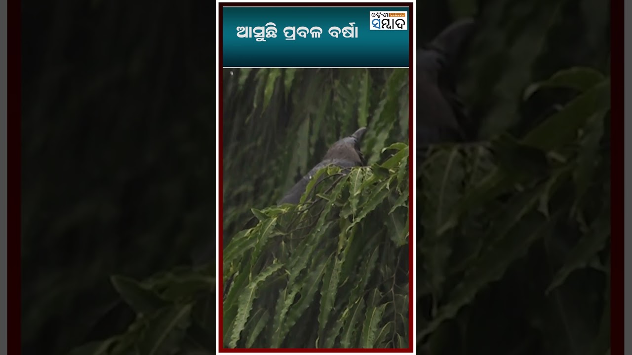 ଆସୁଛି ପ୍ରବଳ ବର୍ଷା #rain #weather