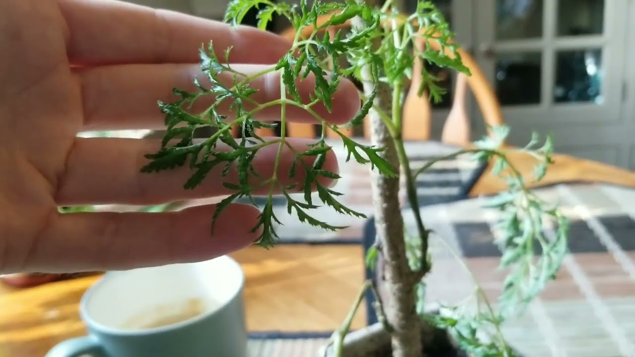 Can I keep This Ming Aralia Alive