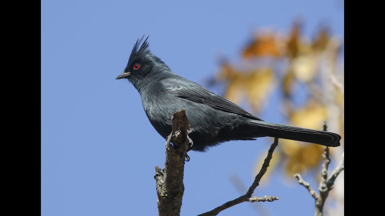 2025 Putah Creek Christmas Bird Count: ID Workshop – December 10, 2025