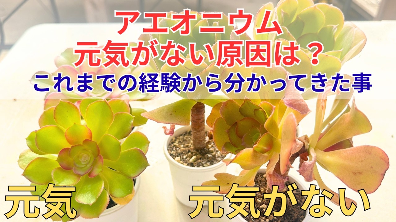 【アエオニウム】元気がない原因がいくつかあります。元気を取り戻す方法 これまでの経験から分かってきた事 　　多肉植物　アエオニウム　園芸　ガーデニング