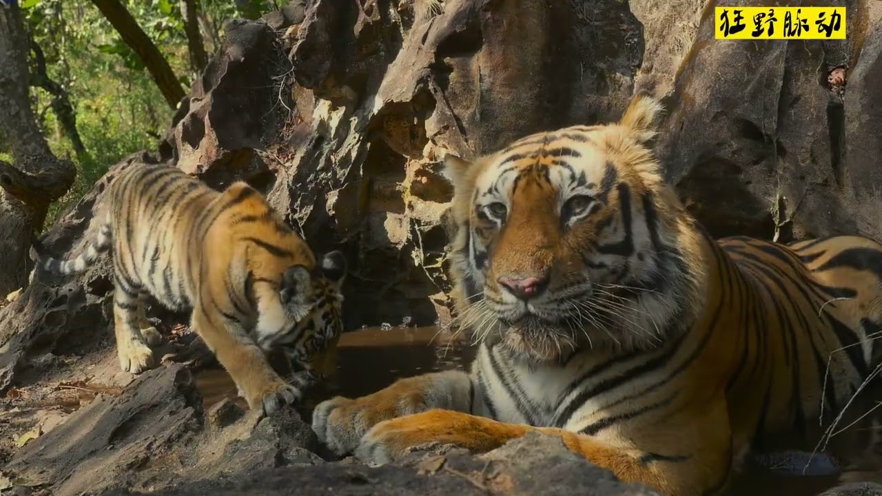 《王 者 之 兽》 #老虎 #动物 #动物世界 #野生动物 #猫科动物