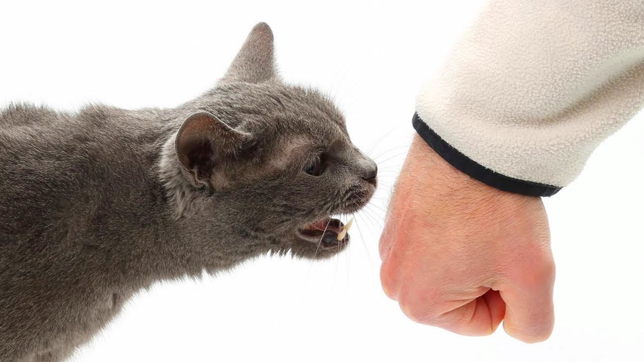 Essas 8 coisas ACABAM com a CONFIANÇA do seu GATO em VOCÊ!