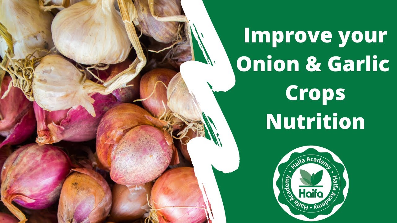 Improve your Onion & Garlic crops nutrition using Multicote™ Agri webinar | Haifa Group