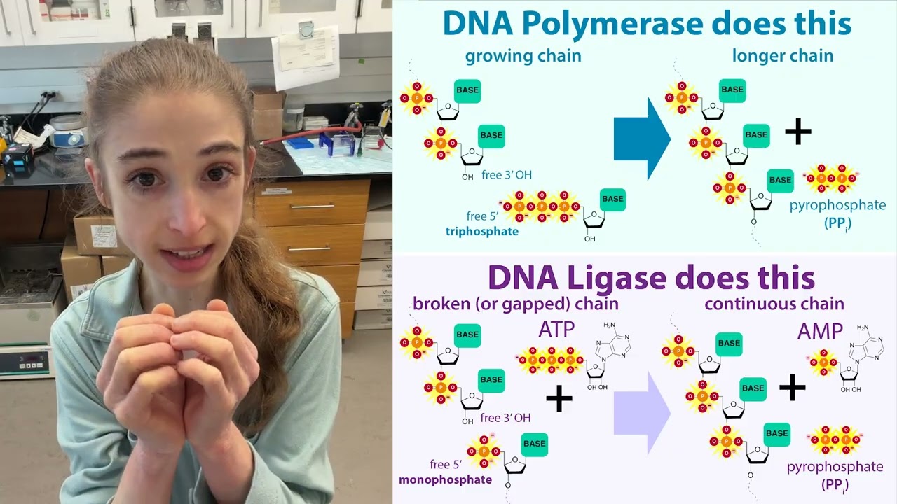 Overview of Q5 SDM: Site-Directed Mutagenesis using the NEB Q5 SDM Kit