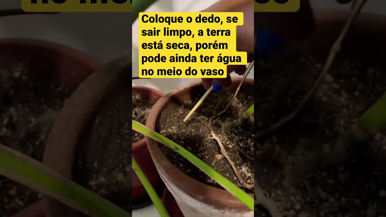 Como saber a hora de regar a sua planta.  #plantas #amoplantas #rega