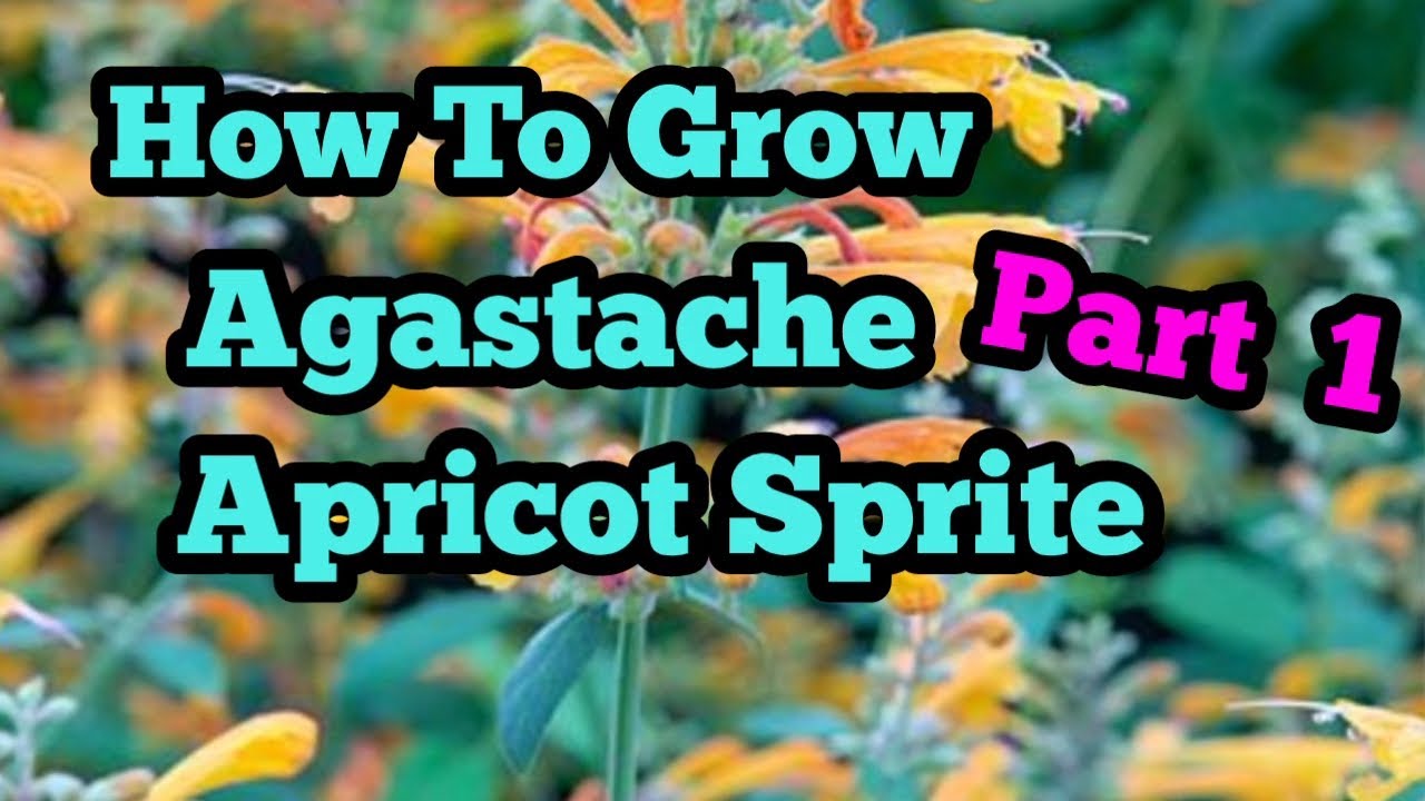 How to grow agastache apricot sprite part 1