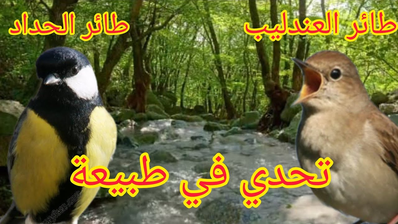 تحدي في تغريد بين طائر العندليب و طائر الحداد في طبيعة (لتلقين فراخ الحسون) Birds singing in nature