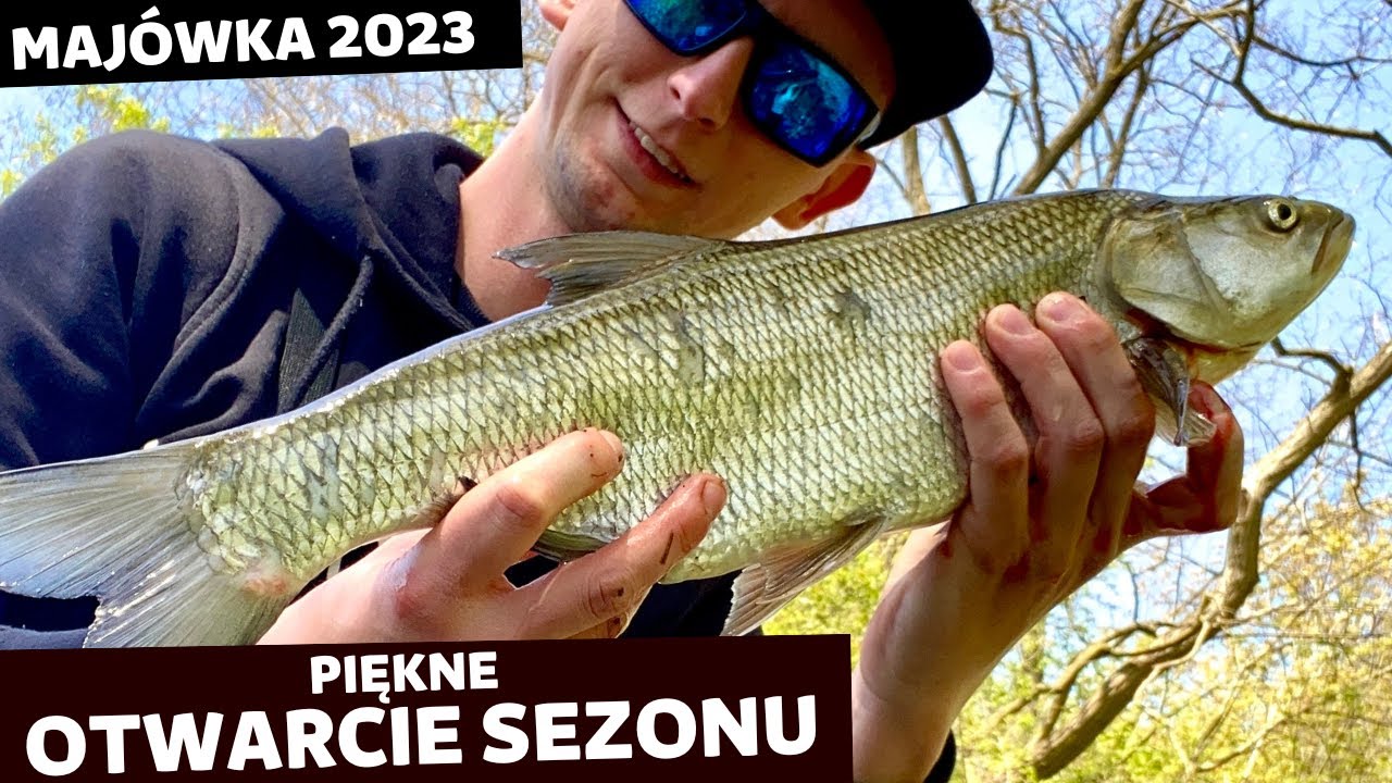 BOLENIE NA START | GDZIE ŁOWIĆ | JAKIE PRZYNĘTY | MAJÓWKA 2023 | RZEKA WARTA