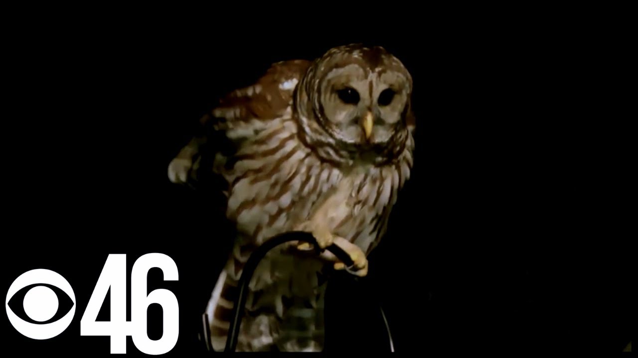 OWL ATTACKS: People in metro Atlanta report being attacked by owls