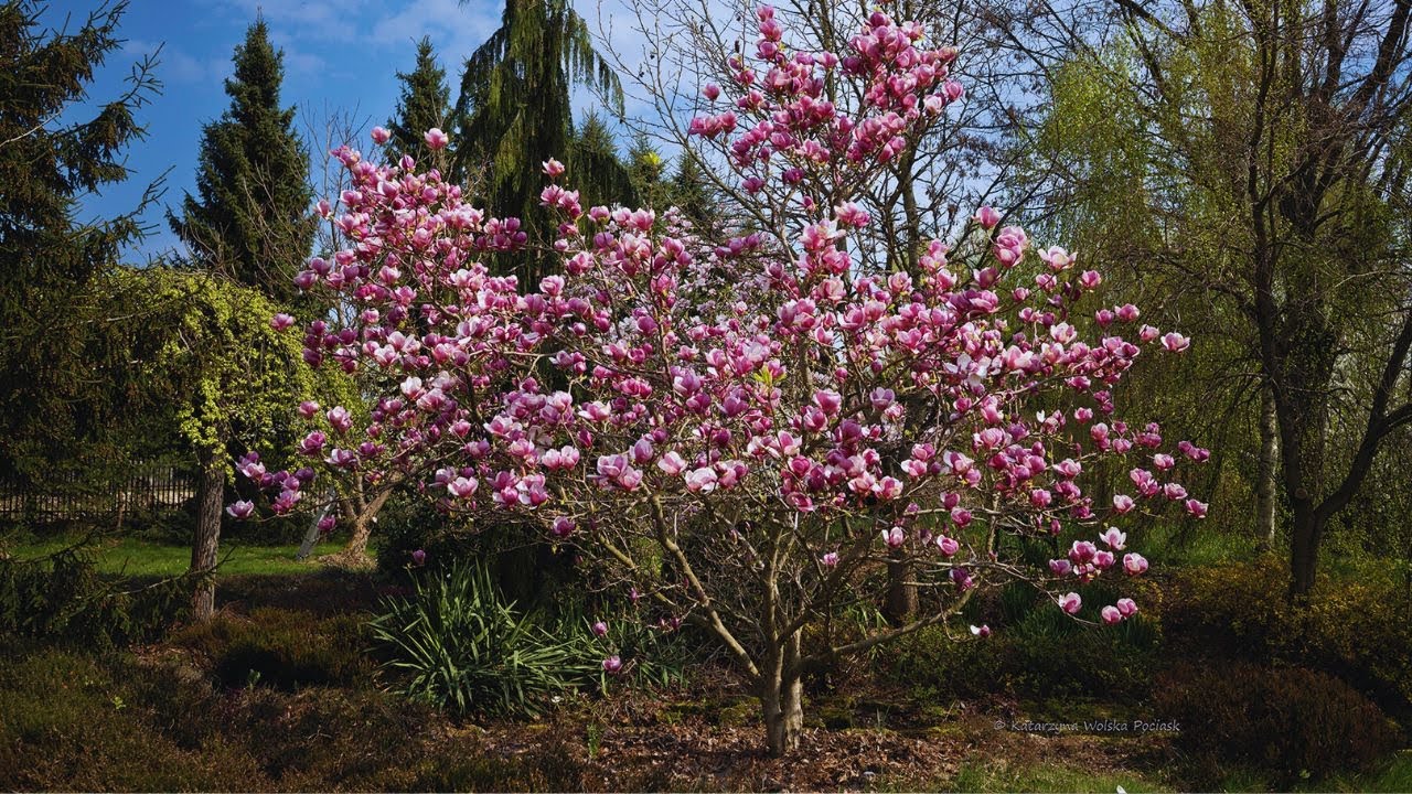 Magnolia na Wrzosowisku. Aranżacje, co sadzić pod magnolią?