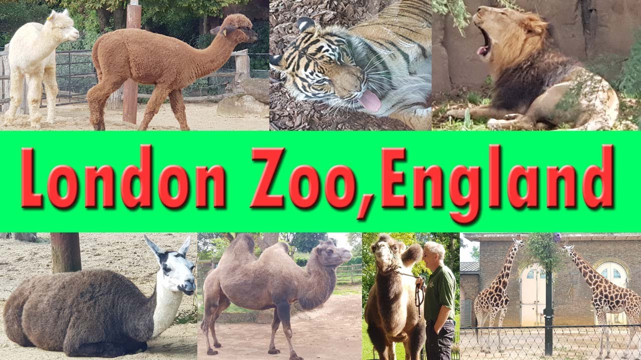 London Zoo England l ZSL London zoo l London Zoo 2022 l London Zoo Animals 2022 l London Zoo Visit