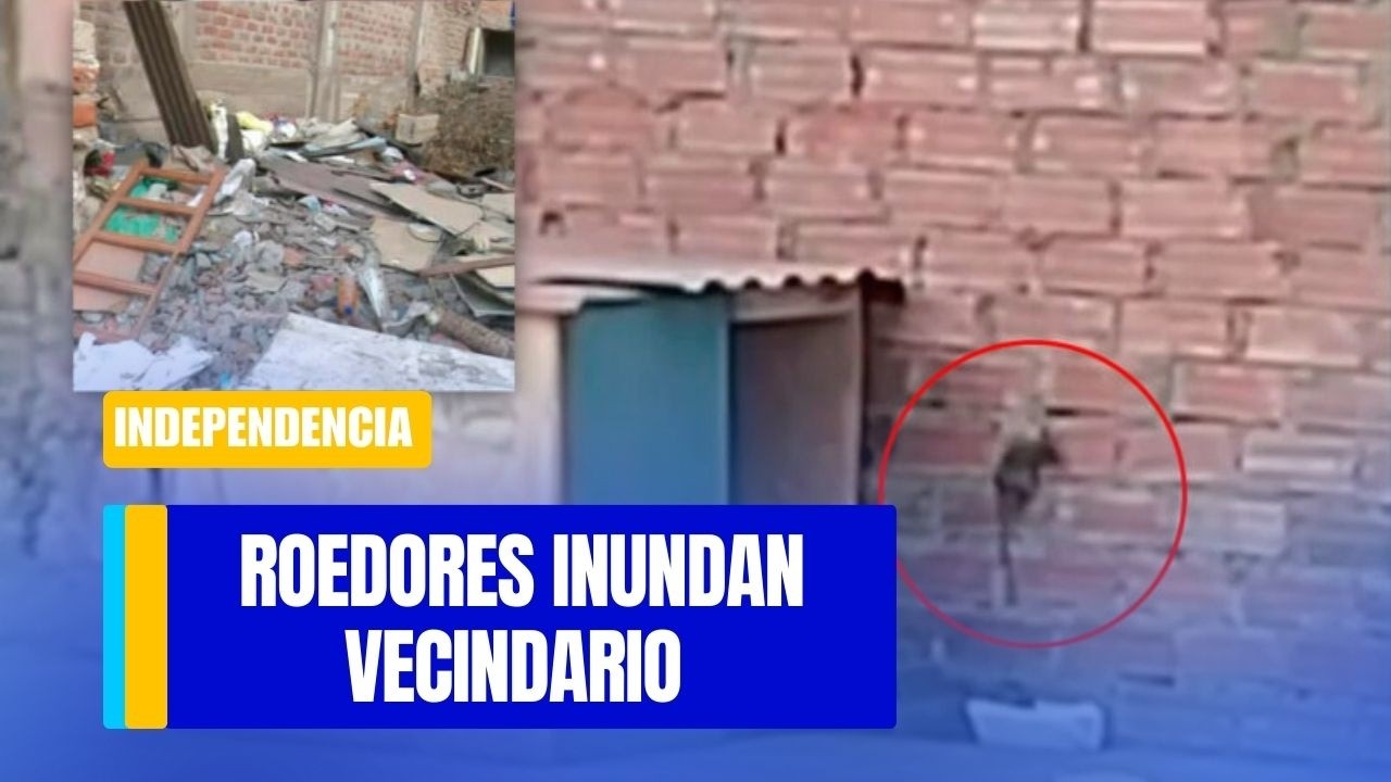 Independencia: Roedores inundan vecindario debido a obras inconclusas