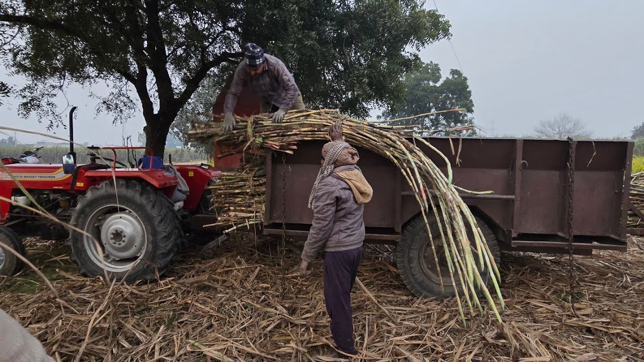 इस खेत की तीसरे की पेड़ी ने सारे रिकॉर्ड तोड़ दिया 0238 निकल रहा है धुआंधार क्या कारण है..