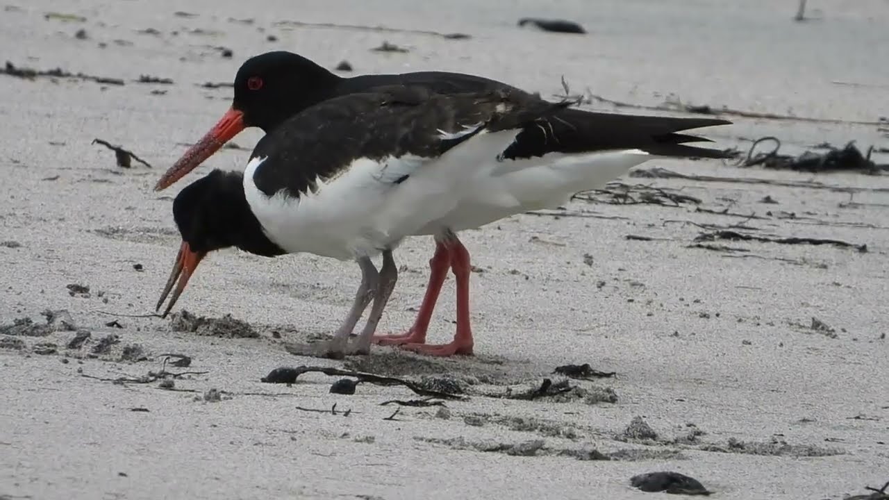 een scholekster leert kokkeltjes eten