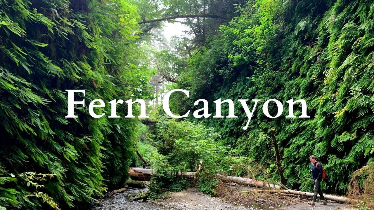 James Irvine Trail and Miners Ridge through Fern Canyon | Prairie Creek State Park (4K)