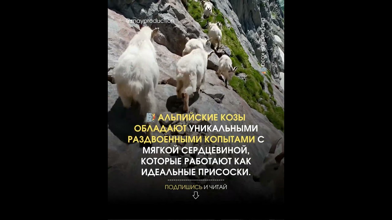🧗 Копыта-ПРИСОСКИ? Она Ходит... По Стенам? 