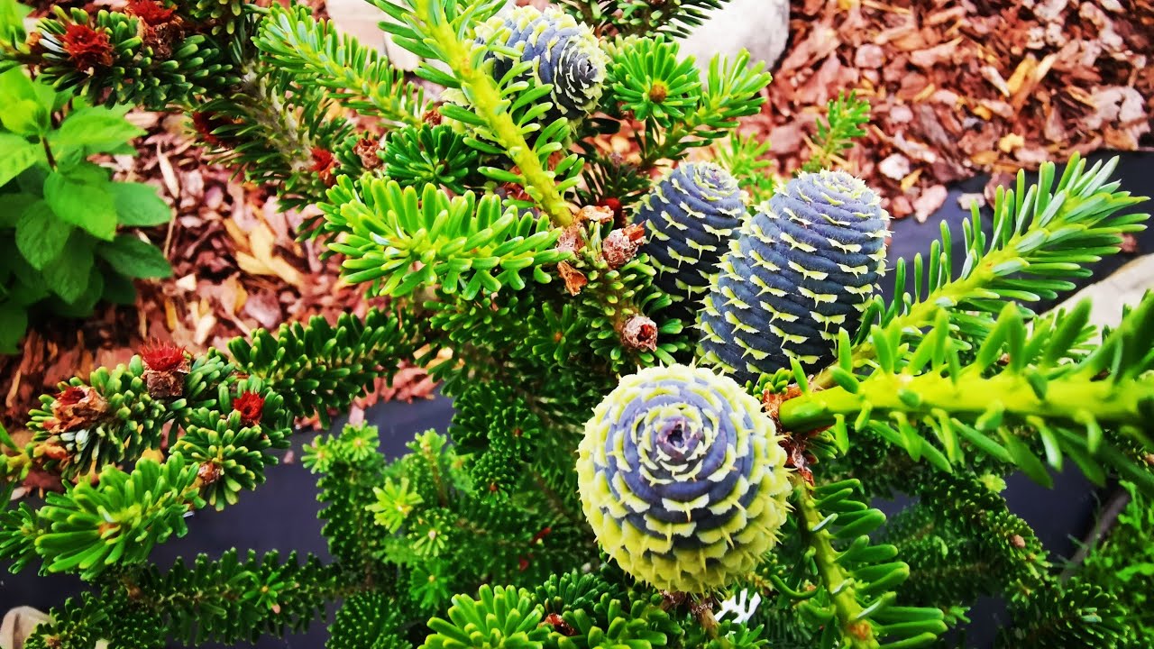 Моя коллекция редких хвойных! Часть Вторая 🤗🌲🌳Обзор сада🌼💕Июль 2023г