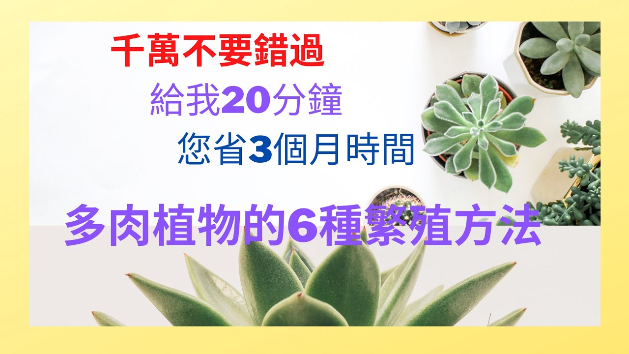 多肉植物的繁殖方法—水培、土培、葉孵、砍頭、多子多孫培養法、空氣培養法