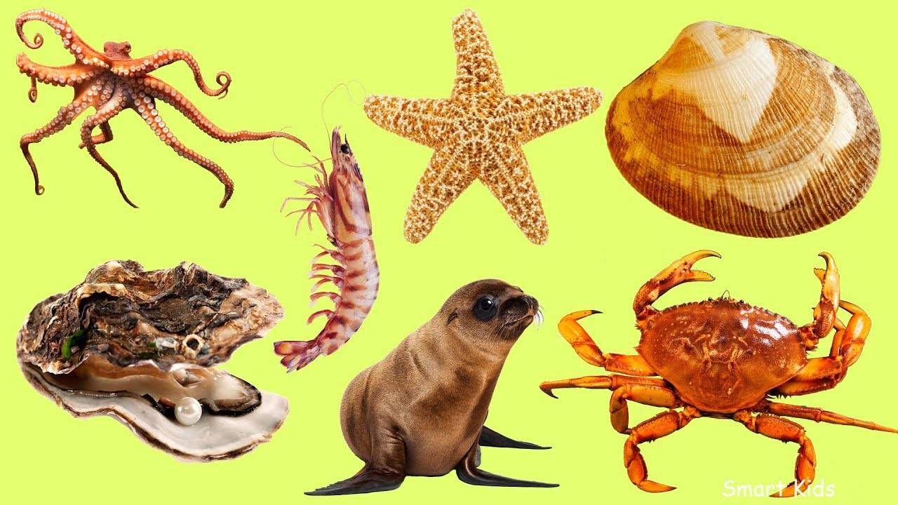 Animales para niños | Animales marinos | Aprende nombres y sonidos de marinos animales en español