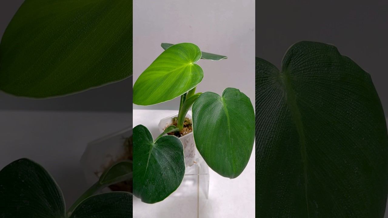 Philodendron Rugosum #aroidaddicts #aroids #philodendron #plantlover #houseplants