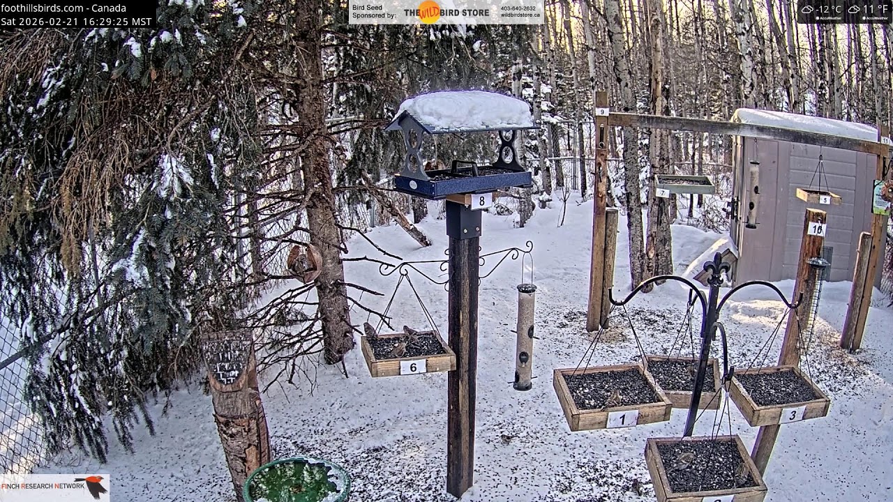2026-02-21 - Foothills Birds - Live BirdCam [65+ Species]
