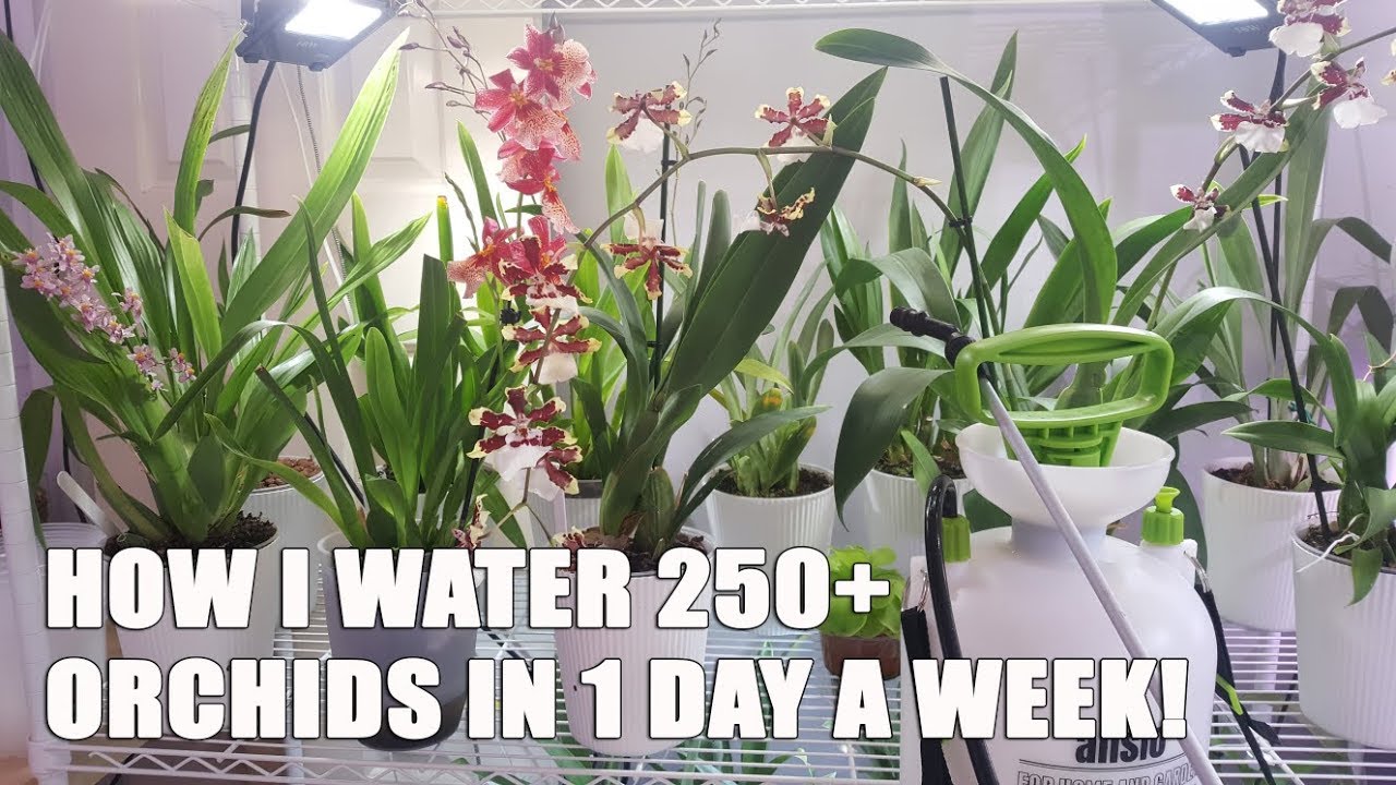 My Weekly Watering Routine! Quick Video on Watering a Large Orchid Collection!
