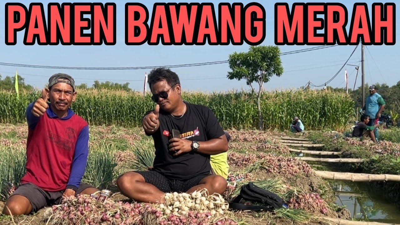 PENJELASAN DARI OLAH LAHAN SAMPAI PANEN