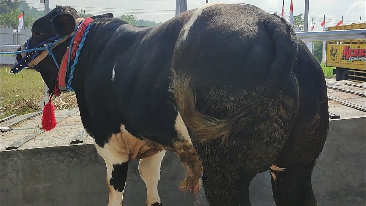 BELGIAN BLUE LANGKA IKUT KONTES SAPI SEMPAT DITAWAR 150 JUTA