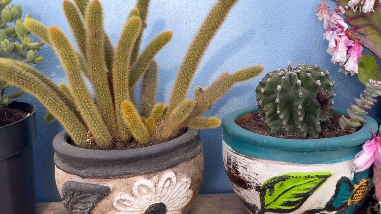 Cuál es la Diferencia entre Cactus y Mammillarias??