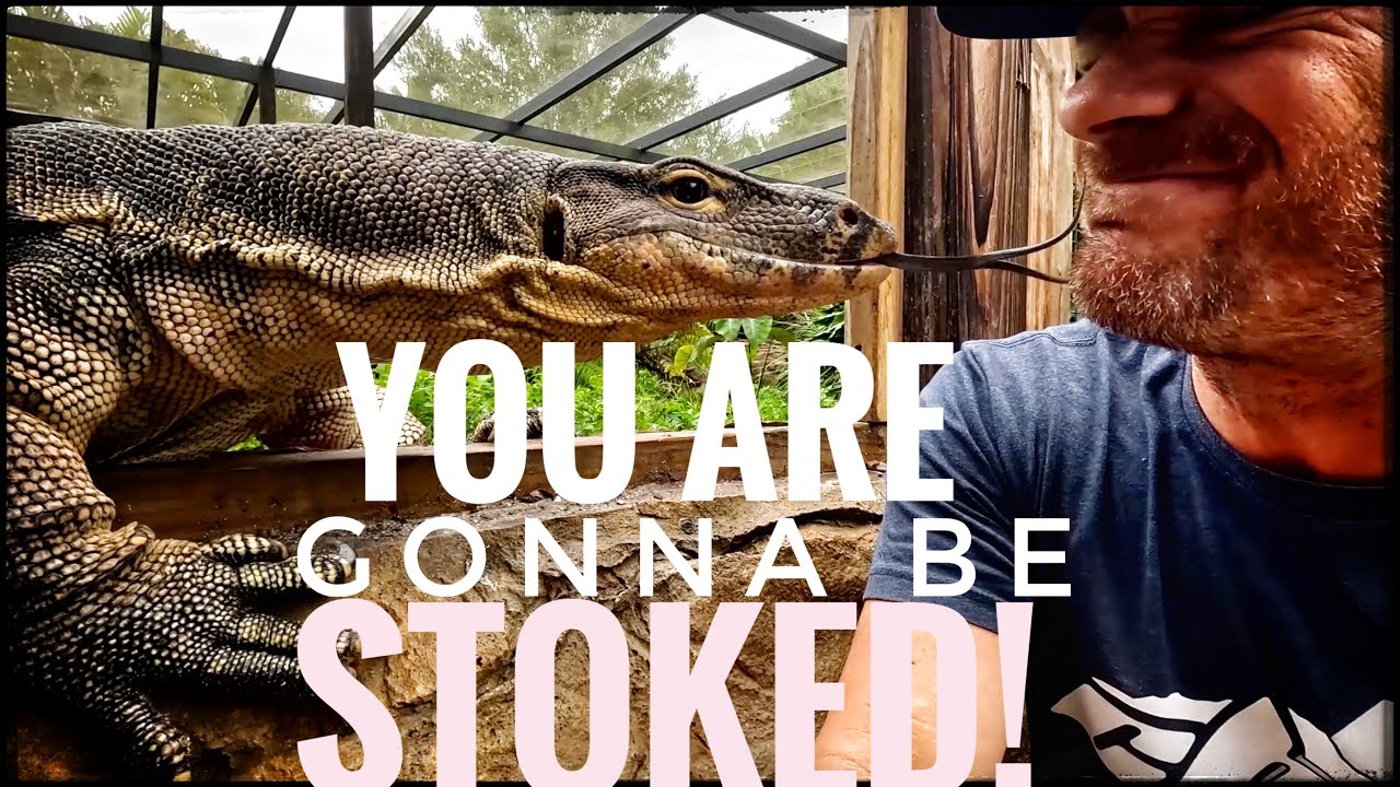 Have I Tamed The Crocodile Monitors?