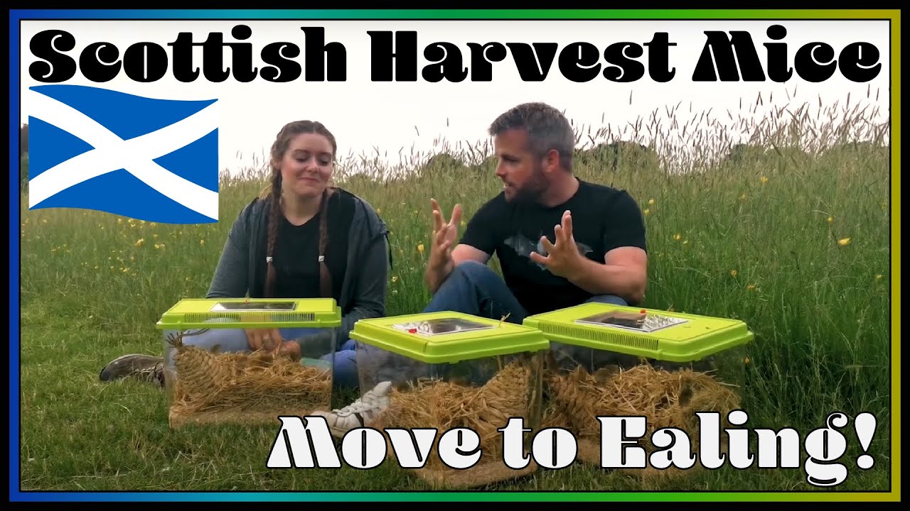 Our Harvest Mouse reintroduction project has begun!