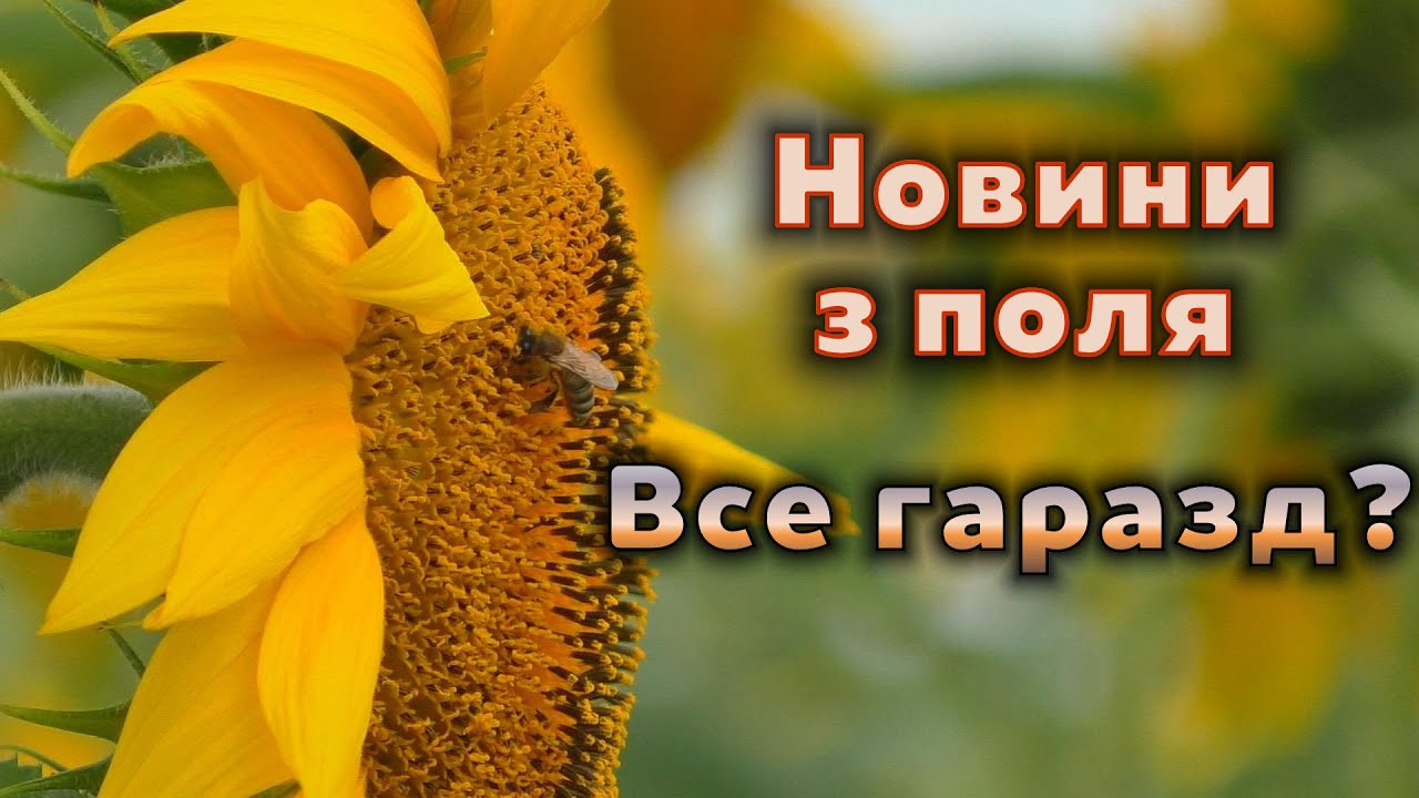 Новини з поля. Стан соняшнику і взяток 7.08.2022