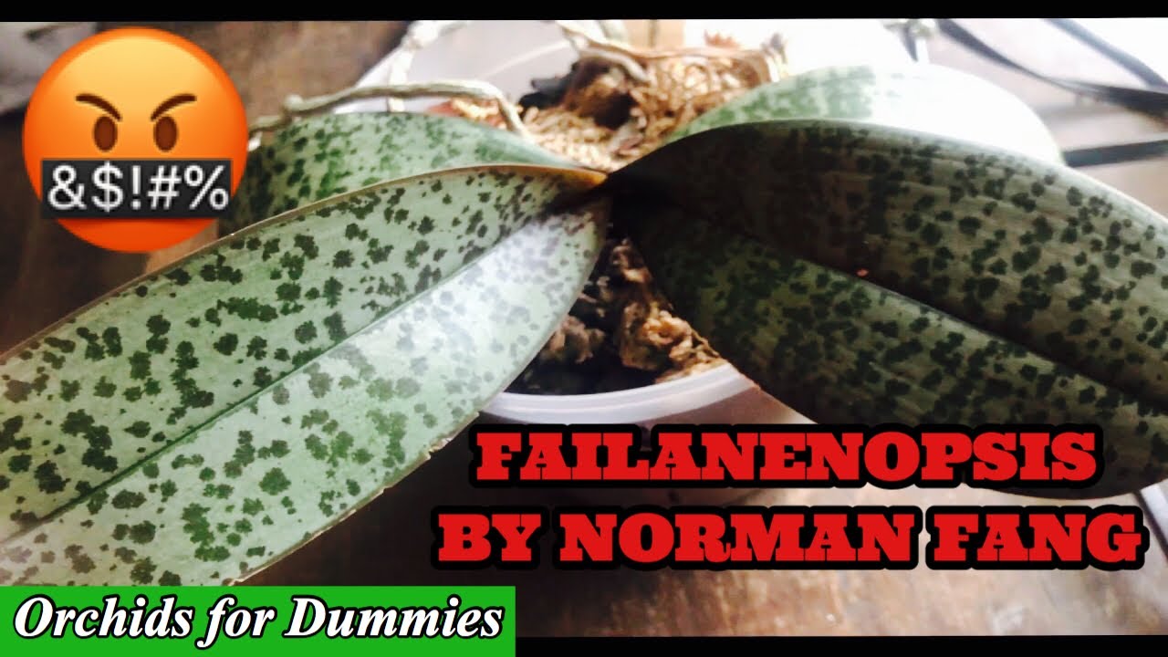 Norman's Orchid Phalaenopsis (Schileriana Sakura x Phillippinesis 'Full Moon') Final Review!