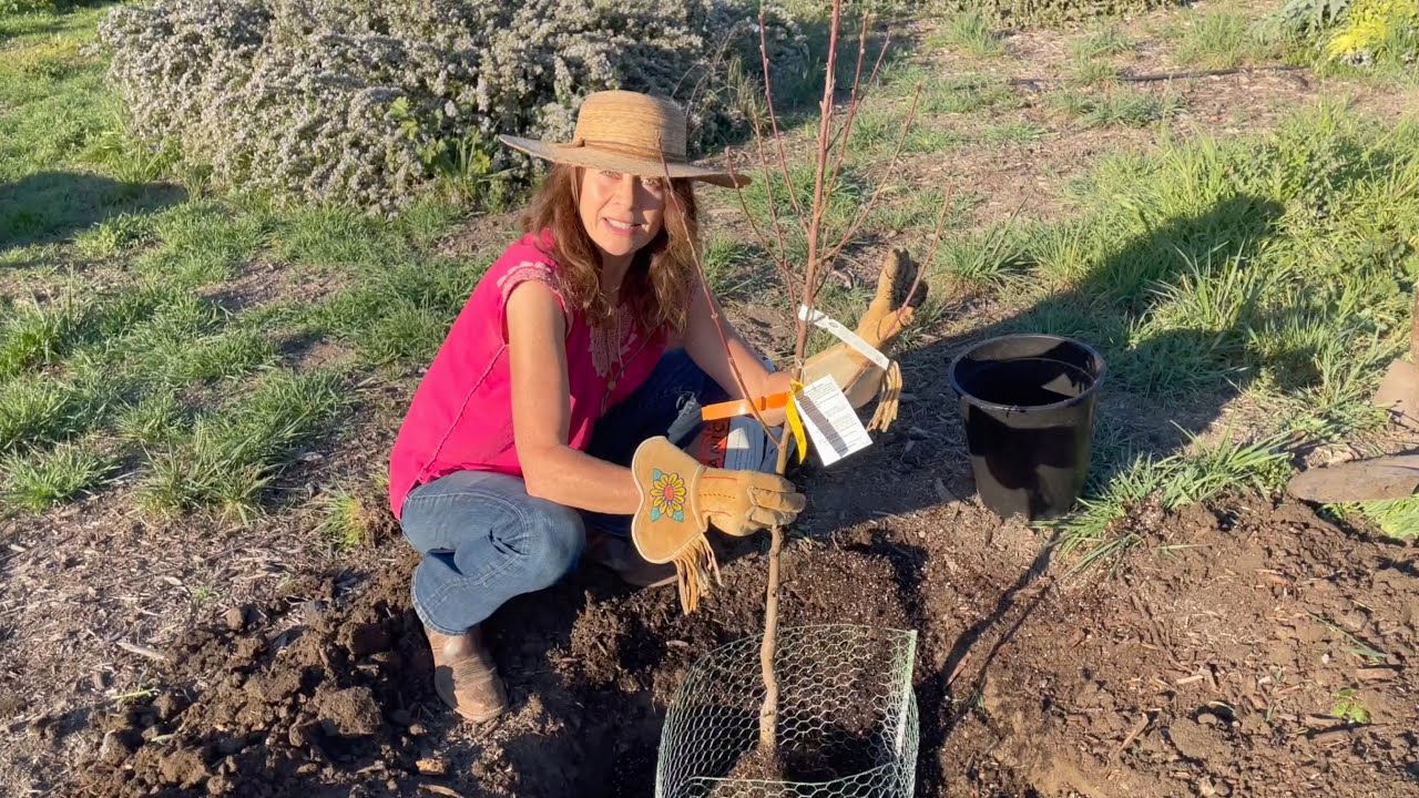 Garden2TableTV Episode 8!  Planting fruit trees
