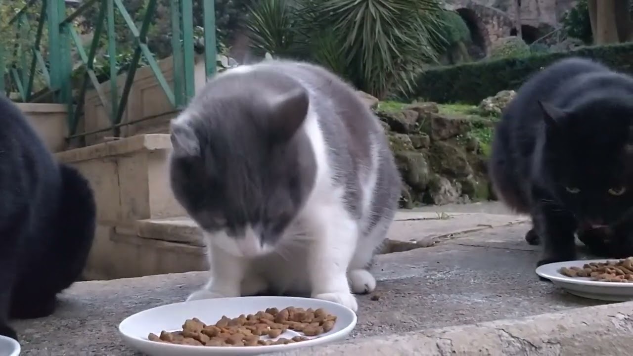 Vaticats! (2022-11-30)