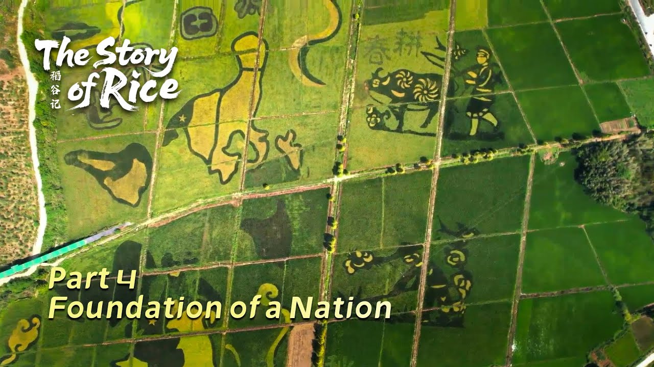 Foundation of a Nation | The Story of Rice | CGTN Documentary