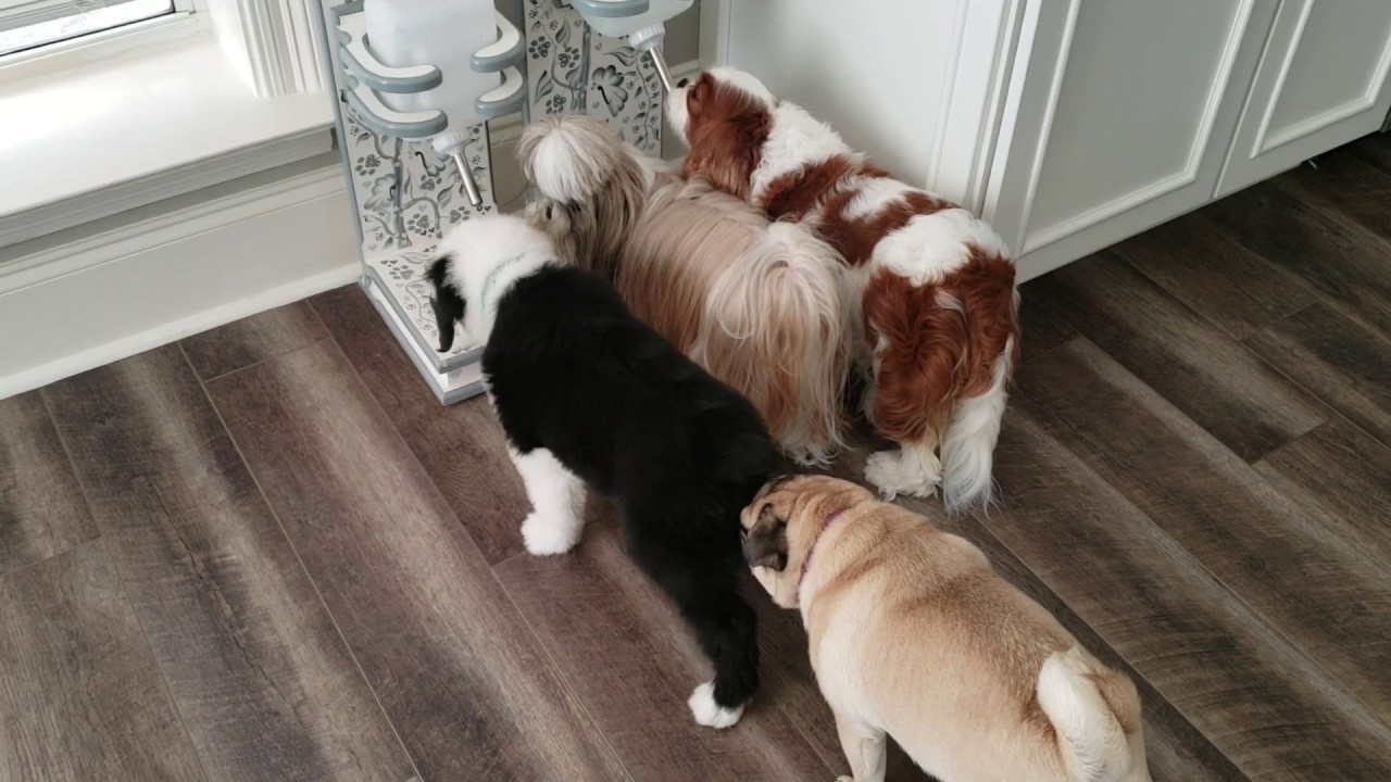 The girls meet Gracyn the Sheepdog