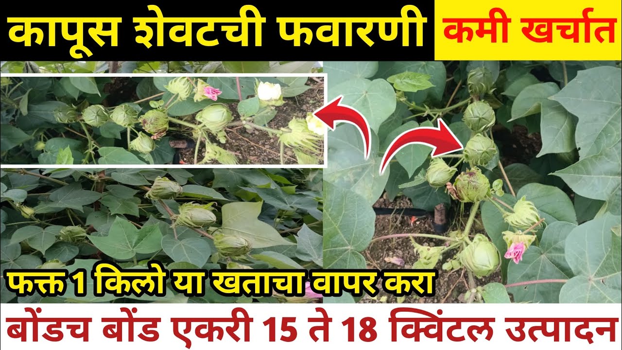 कापूस शेवटची फवारणी✌️ फक्त 1 किलो या खताचा वापर करा / कमी खर्चात मिळवा 18 क्विंटल उत्पादन