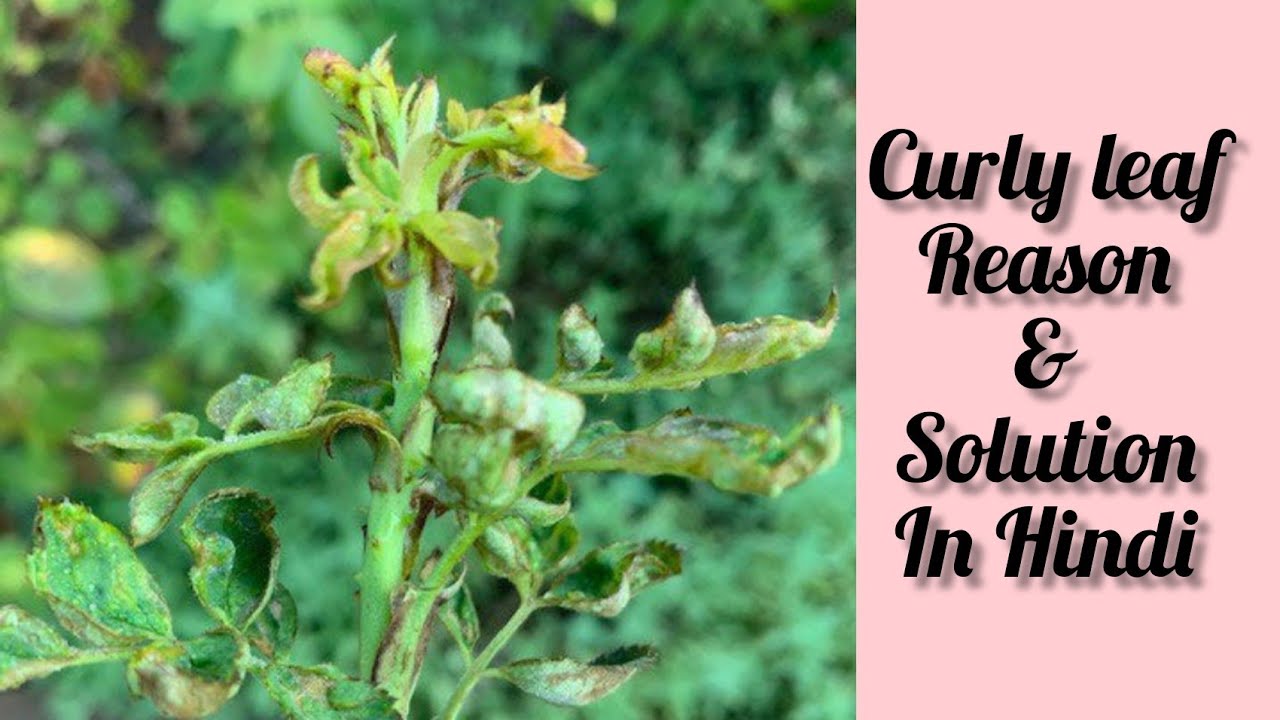 curly brown leaf in #Rose plant reason & it's solution in Hindi #summercare #terracegarden #pest